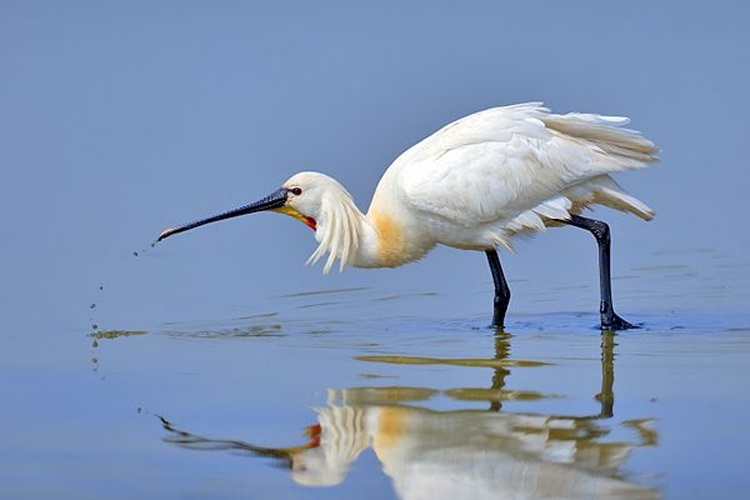 Eurasian Spoonbill © <a rel="nofollow" class="external text" href="http://photo-natur.de">Andreas Trepte</a>