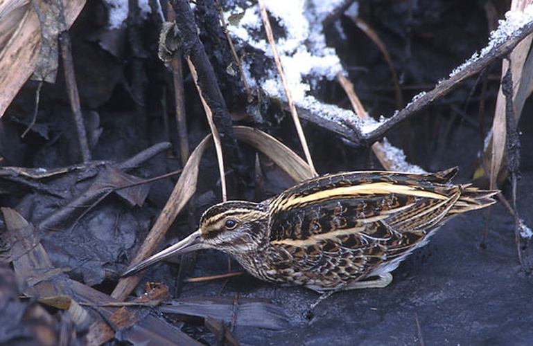 Jack Snipe © <a href="//commons.wikimedia.org/wiki/User:Pkuczynski/Marek_Szczepanek" title="User:Pkuczynski/Marek Szczepanek">Marek Szczepanek</a>