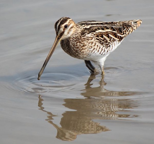Common Snipe © <a href="//commons.wikimedia.org/wiki/User:Alpsdake" title="User:Alpsdake">Alpsdake</a>
