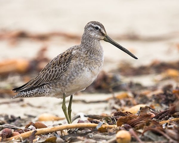 Long-billed Dowitcher &copy; <a rel="nofollow" class="external text" href="https://www.flickr.com/people/72825507@N00">Mike Baird</a> from Morro Bay, USA