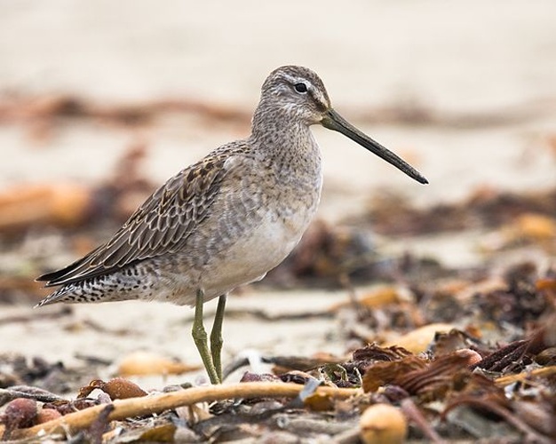 Long-billed Dowitcher © <a rel="nofollow" class="external text" href="https://www.flickr.com/people/72825507@N00">Mike Baird</a> from Morro Bay, USA