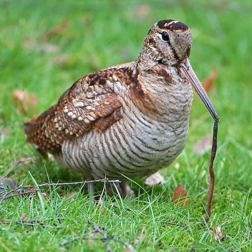 Eurasian Woodcock © <a href="//commons.wikimedia.org/wiki/User:Ronald_Sl" title="User:Ronald Sl">Ronald Slabke</a>