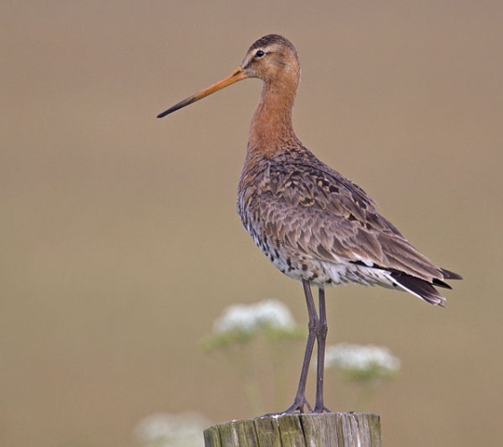 Black-tailed Godwit © <a rel="nofollow" class="external text" href="http://photo-natur.de">Andreas Trepte</a>