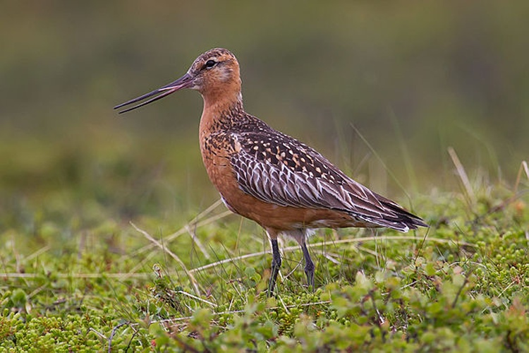 Bar-tailed Godwit &copy; <a rel="nofollow" class="external text" href="http://photo-natur.de">Andreas Trepte</a>