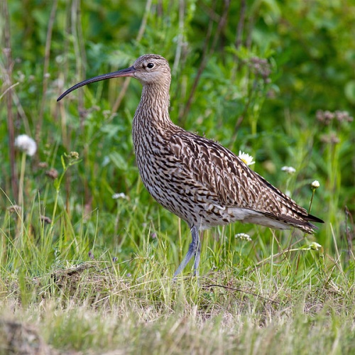 Eurasian Curlew © <a rel="nofollow" class="external text" href="http://photo-natur.de">Andreas Trepte</a>