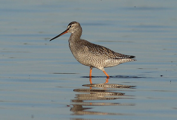 Spotted Redshank © <a href="//commons.wikimedia.org/wiki/User:Kaeptn_chemnitz" title="User:Kaeptn chemnitz">Kaeptn chemnitz</a>