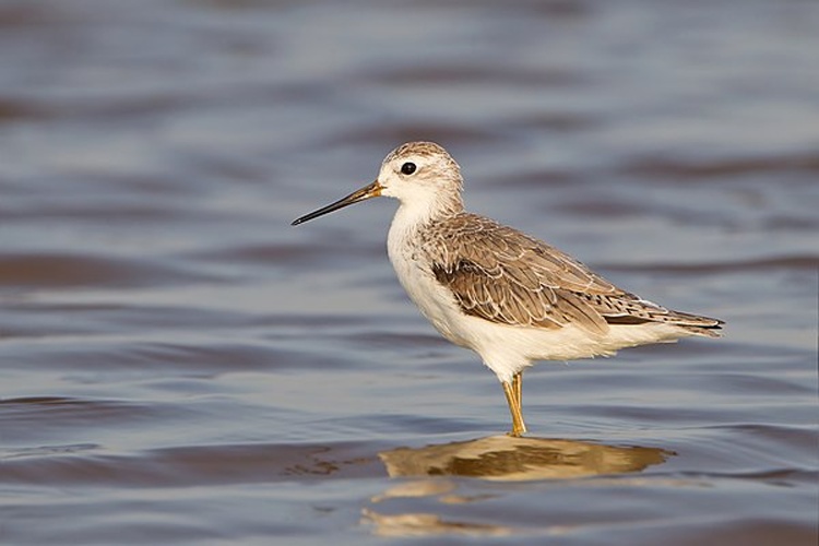 marsh sandpiper &copy; <a href="//commons.wikimedia.org/wiki/User:JJ_Harrison" title="User:JJ Harrison">JJ Harrison</a> (<a rel="nofollow" class="external free" href="https://www.jjharrison.com.au/">https://www.jjharrison.com.au/</a>)