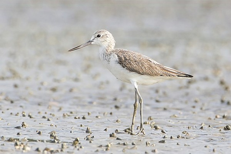 Common Greenshank &copy; <a href="//commons.wikimedia.org/wiki/User:JJ_Harrison" title="User:JJ Harrison">JJ Harrison</a> (<a rel="nofollow" class="external free" href="https://www.jjharrison.com.au/">https://www.jjharrison.com.au/</a>)