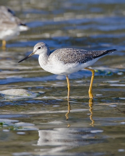 Greater Yellowlegs &copy; <a rel="nofollow" class="external text" href="https://www.flickr.com/people/72825507@N00">Mike Baird</a> (<a rel="nofollow" class="external text" href="http://bairdphotos.com">bairdphotos.com</a>)