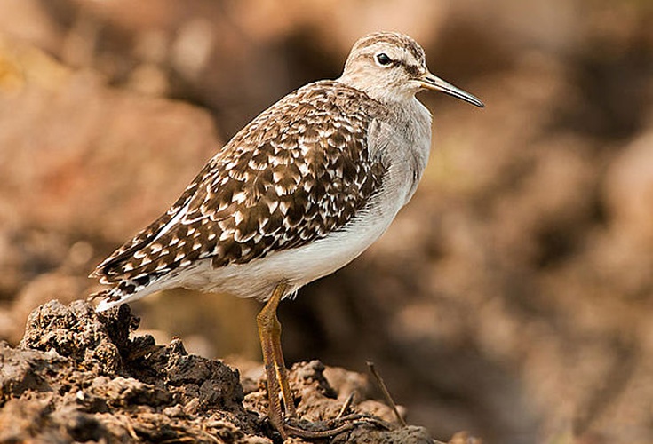 Wood Sandpiper &copy; <a href="//commons.wikimedia.org/w/index.php?title=User:Nilanjanb&amp;action=edit&amp;redlink=1" class="new" title="User:Nilanjanb (page does not exist)">Nilanjanb</a>