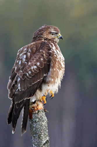 Common Buzzard © <a href="//commons.wikimedia.org/wiki/User:Pkuczynski/Marek_Szczepanek" title="User:Pkuczynski/Marek Szczepanek">Marek Szczepanek</a>