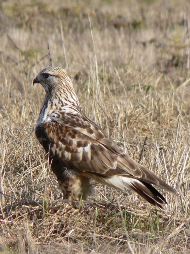 rough-legged buzzard &copy; <a href="//commons.wikimedia.org/wiki/User:Wsiegmund" title="User:Wsiegmund">Walter Siegmund</a> <a href="//commons.wikimedia.org/wiki/User_talk:Wsiegmund" title="User talk:Wsiegmund">(talk)</a>