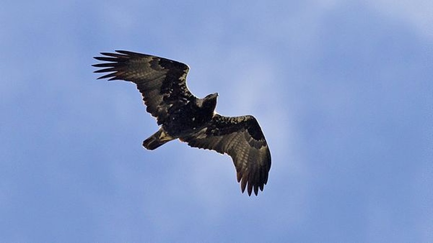 Spanish Imperial Eagle &copy; <a href="//commons.wikimedia.org/wiki/User:Juan_lacruz" title="User:Juan lacruz">Juan lacruz</a>