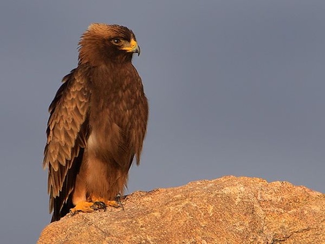 Booted Eagle &copy; <a href="//commons.wikimedia.org/w/index.php?title=User:Cks3976&amp;action=edit&amp;redlink=1" class="new" title="User:Cks3976 (page does not exist)">Subramanya C K</a>