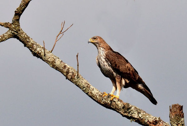 Bonelli's Eagle © <a href="//commons.wikimedia.org/wiki/User:Seshadri.K.S" title="User:Seshadri.K.S">Seshadri.K.S</a>