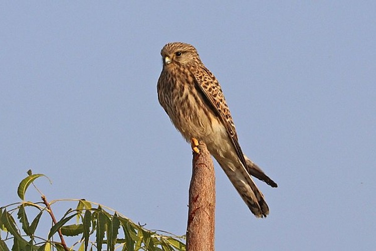 Lesser Kestrel &copy; <bdi>Charles J Sharp
</bdi>