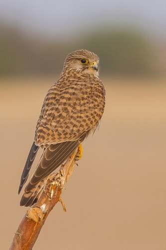 Common Kestrel &copy; <a href="//commons.wikimedia.org/wiki/User:Dibyendu_Ash" title="User:Dibyendu Ash">Dibyendu Ash</a>