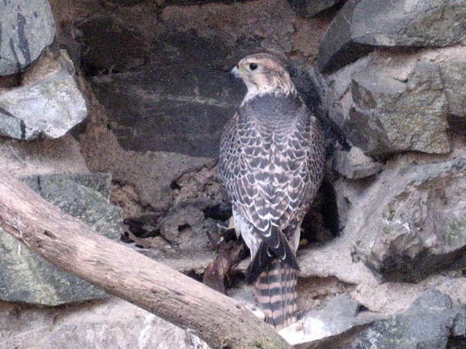 saker falcon &copy; <a href="https://cs.wikipedia.org/wiki/User:Dezidor" class="extiw" title="cs:User:Dezidor">Dezidor</a>