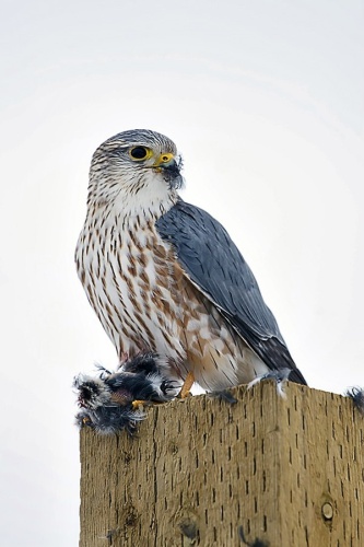 Merlin © <a rel="nofollow" class="external text" href="https://www.flickr.com/people/83482290@N00">Raj Boora</a> from Edmonton, Canada