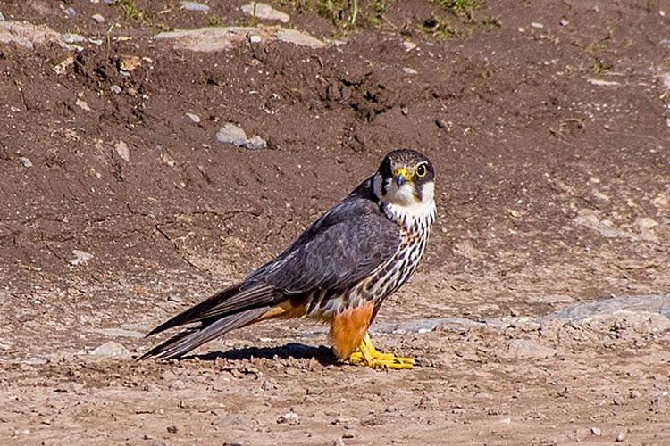 Eurasian Hobby © <a rel="nofollow" class="external text" href="https://www.flickr.com/people/70804987@N00">Mike Prince</a> from Bangalore, India