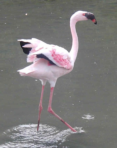 Lesser Flamingo © 