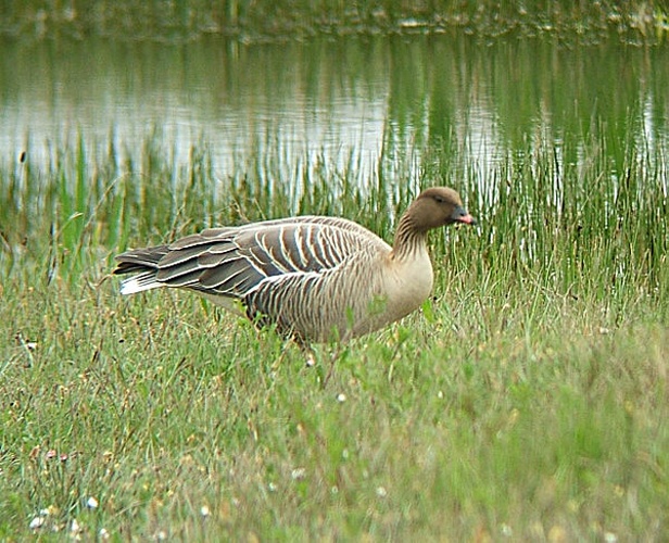 Pink-footed Goose © <a href="//commons.wikimedia.org/wiki/User:MPF" title="User:MPF">MPF</a>