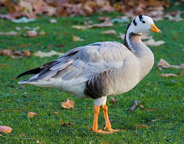 Bar-headed Goose © <a href="//commons.wikimedia.org/wiki/User:Diliff" title="User:Diliff">Diliff</a>