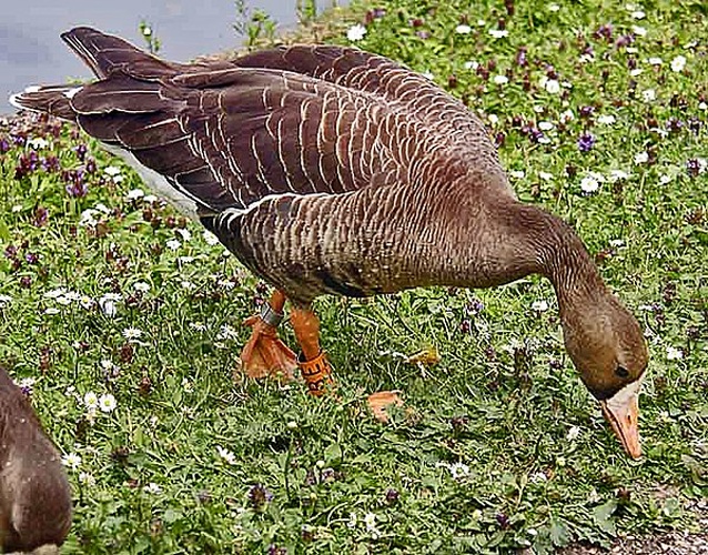 Greater White-fronted Goose © 