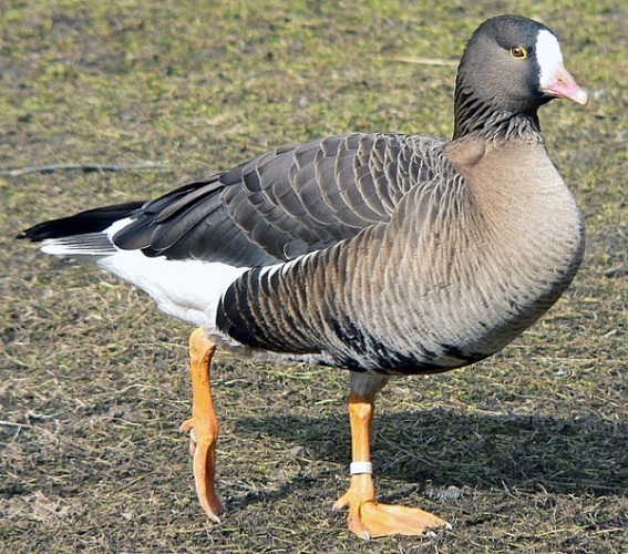 Lesser White-fronted Goose © 