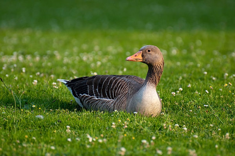 Greylag Goose © <a href="//commons.wikimedia.org/wiki/User:H005" title="User:H005">H005</a>, denoised by <a href="//commons.wikimedia.org/w/index.php?title=User:Pro2&amp;action=edit&amp;redlink=1" class="new" title="User:Pro2 (page does not exist)">Pro2</a>