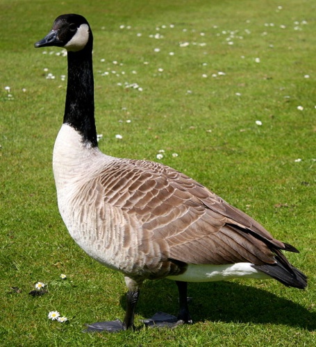 Canada Goose © <a href="//commons.wikimedia.org/wiki/User:Rror" title="User:Rror">Rror</a>