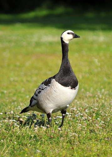 Barnacle Goose &copy; <a rel="nofollow" class="external text" href="https://www.flickr.com/people/39504207@N03">Andrey</a> from Finland
