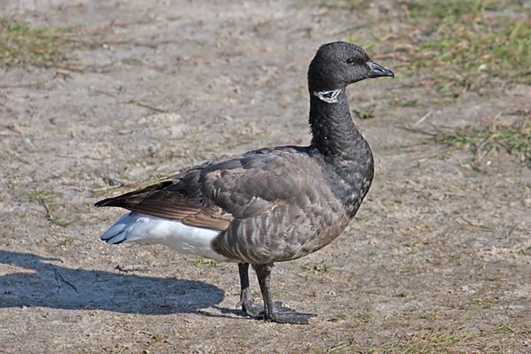 Brant Goose &copy; <a rel="nofollow" class="external text" href="http://photo-natur.de">Andreas Trepte</a>