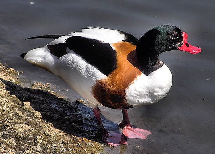 Common Shelduck © Adrian Pingstone (<a href="//commons.wikimedia.org/wiki/User:Arpingstone" title="User:Arpingstone">Arpingstone</a>)