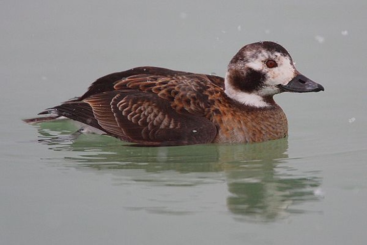 Long-tailed Duck © No machine-readable author provided. <a href="//commons.wikimedia.org/wiki/User:Mdf" title="User:Mdf">Mdf</a> assumed (based on copyright claims).