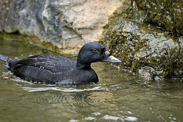 common scoter © <a href="//www.flickr.com/people/79492850@N00" class="extiw" title="flickruser:79492850@N00">Jason Thompson</a>