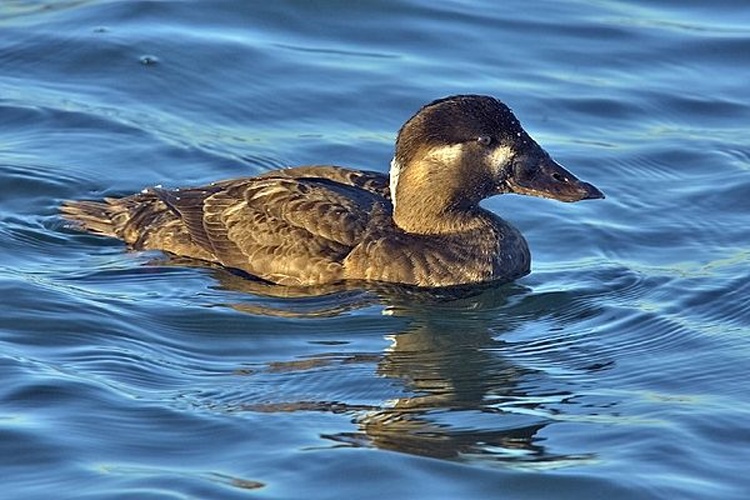 surf scoter &copy; Alan D. Wilson