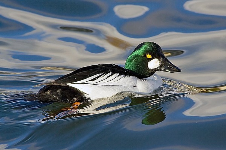 Common Goldeneye &copy; <a href="//commons.wikimedia.org/wiki/User:Calibas" title="User:Calibas">Calibas</a>