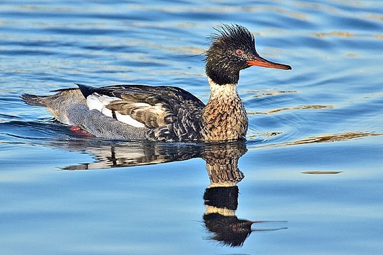 Red-breasted Merganser &copy; Alan D. Wilson