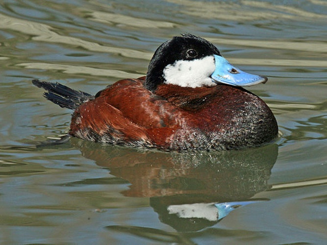 Ruddy Duck © <a href="//commons.wikimedia.org/wiki/User:DickDaniels" title="User:DickDaniels">Dick Daniels</a>  (<a rel="nofollow" class="external free" href="http://carolinabirds.org/">http://carolinabirds.org/</a>)