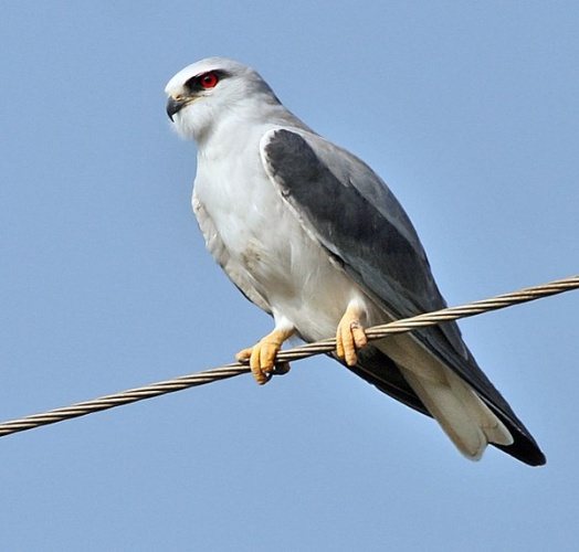 Black-winged Kite &copy; <a href="//commons.wikimedia.org/wiki/User:J.M.Garg" title="User:J.M.Garg">J.M.Garg</a>