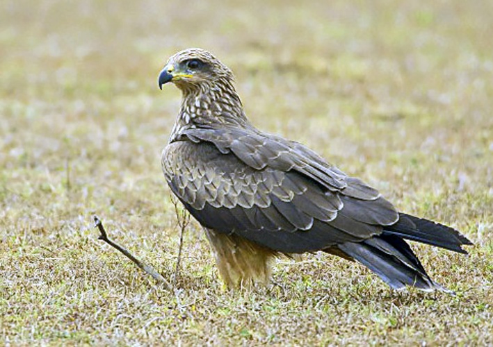 Black Kite &copy; <a href="//commons.wikimedia.org/wiki/User:Yathin_sk" title="User:Yathin sk">Yathin S Krishnappa</a>