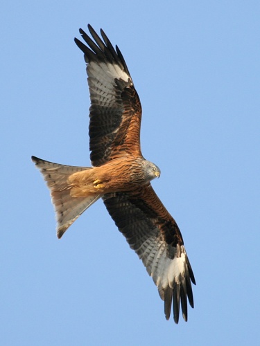 Red Kite &copy; Thomas Kraft (<a href="//commons.wikimedia.org/wiki/User:ThKraft" title="User:ThKraft">ThKraft</a>)