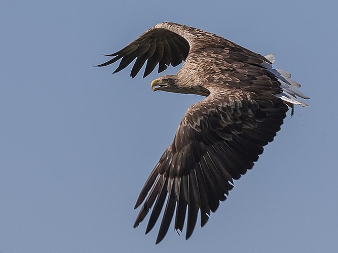 White-tailed Eagle &copy; <a href="//commons.wikimedia.org/w/index.php?title=User:Ferdinando_sacchetti&amp;action=edit&amp;redlink=1" class="new" title="User:Ferdinando sacchetti (page does not exist)">Ferdinando sacchetti</a>