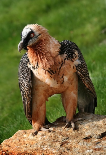 Bearded Vulture &copy; <a href="//commons.wikimedia.org/wiki/User:Richard_Bartz" title="User:Richard Bartz">Richard Bartz</a>, Munich aka <a href="//commons.wikimedia.org/wiki/User:Makro_Freak" title="User:Makro Freak">Makro Freak</a> <a href="//commons.wikimedia.org/wiki/File:Makro_Freak_bar.jpg" class="image"><img alt="Makro Freak bar.jpg" src="https://upload.wikimedia.org/wikipedia/commons/8/8b/Makro_Freak_bar.jpg" decoding="async" width="80" height="15" data-file-width="80" data-file-height="15"></a>