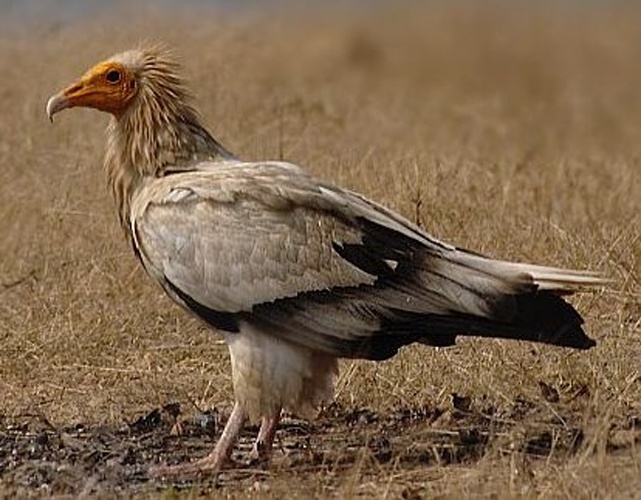 Egyptian vulture &copy; Kousik Nandy