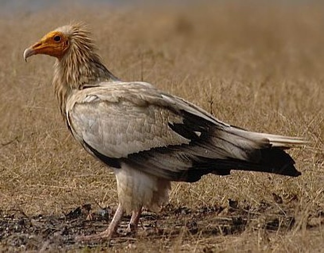 Egyptian vulture © Kousik Nandy