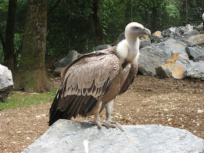 Griffon Vulture © <a href="//commons.wikimedia.org/wiki/User:Lin%C3%A91" title="User:Liné1">Liné1</a>