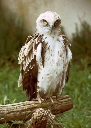 short-toed snake eagle © 