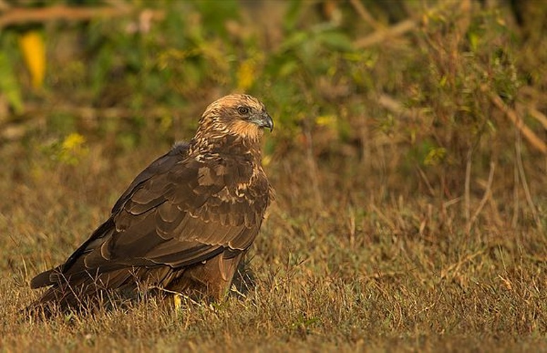 Western Marsh Harrier © <a href="//commons.wikimedia.org/w/index.php?title=User:Sumeetmoghe&amp;action=edit&amp;redlink=1" class="new" title="User:Sumeetmoghe (page does not exist)">Sumeet Moghe</a>